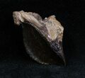 Large Unworn Triceratops Tooth (Quality) #1703-2